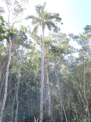 Pseudophoenix sargentii