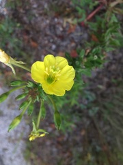 Oenothera parviflora