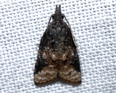 Platynota exasperatana