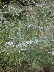 Artemisia vulgaris