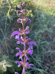 Salvia pratensis