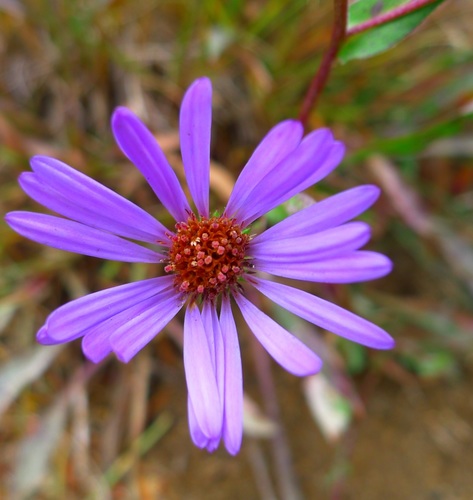 Oreostemma