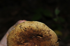 Heterophyllidia