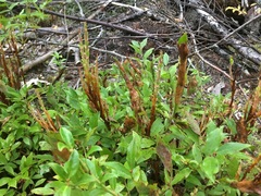 Calyptospora columnaris