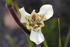 Moraea cantharophila