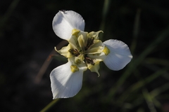 Moraea cantharophila