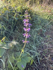 Salvia pratensis