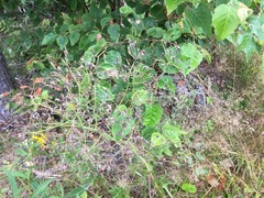 Lactuca canadensis