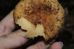 Heterophyllidia