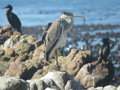 Ardea cinerea cinerea