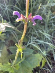 Salvia pratensis