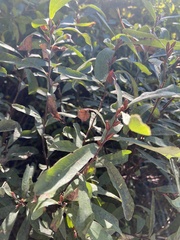 Myrica