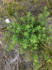 Ionactis linariifolia