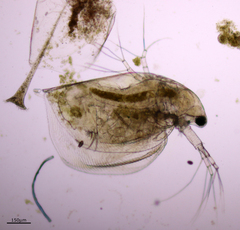 Simocephalus