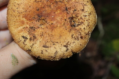 Heterophyllidia