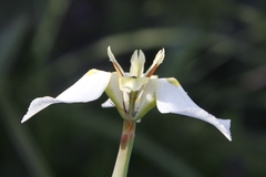 Moraea cantharophila