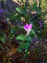 Acanthoideae