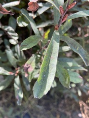 Myrica