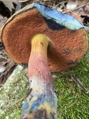 Neoboletus