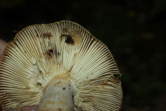 Heterophyllidia