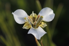 Moraea cantharophila