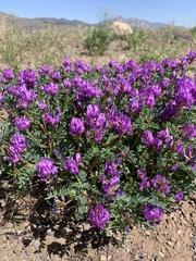 Astragalus lentiginosus diphysus