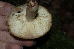 Heterophyllidia