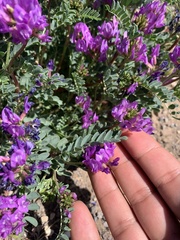 Astragalus lentiginosus diphysus