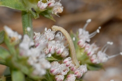 Phaiogramma etruscaria
