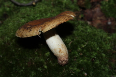 Heterophyllidia