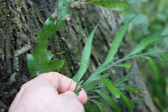 Asplenium flaccidum flaccidum