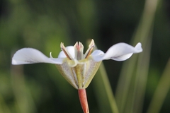 Moraea cantharophila