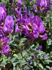 Astragalus lentiginosus diphysus