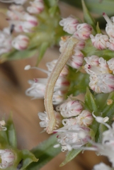 Phaiogramma etruscaria