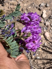 Astragalus lentiginosus diphysus