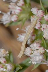 Phaiogramma etruscaria