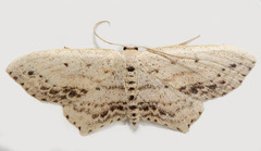 Scopula cacuminaria