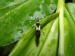 Zelus fasciatus