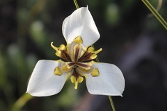 Moraea cantharophila