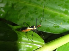 Zelus fasciatus