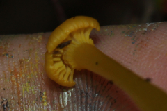Gloioxanthomyces nitidus