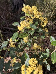 Pomaderris elliptica