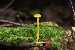 Gloioxanthomyces nitidus