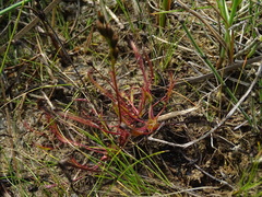 Drosera linearis