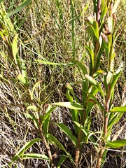 Solidago mexicana