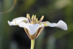Moraea cantharophila