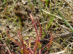 Drosera linearis