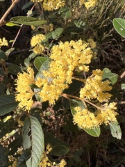 Pomaderris elliptica