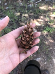 Pseudotsuga menziesii glauca