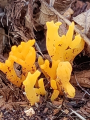 Clavulinopsis corniculata
